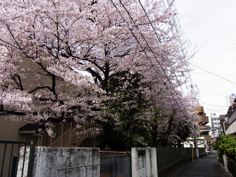武蔵小杉 多摩川 田園調布 元住吉 それぞれの桜模様 たいにー すちゃらかのーと