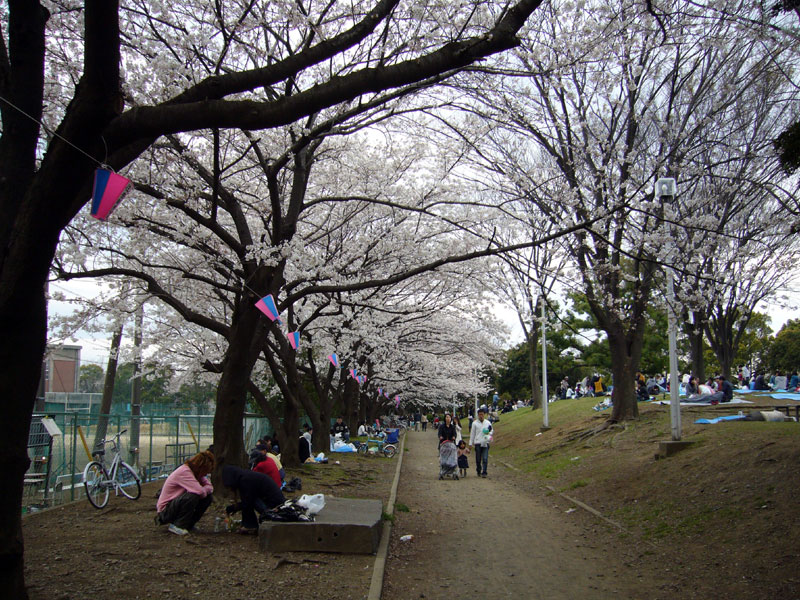 歩いていこう 17 新丸子 元住吉 夢見ヶ崎の桜はどうか たいにー すちゃらかのーと